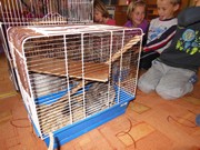 Den dětí se zvířátky